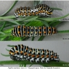 pap mach larva4 volg